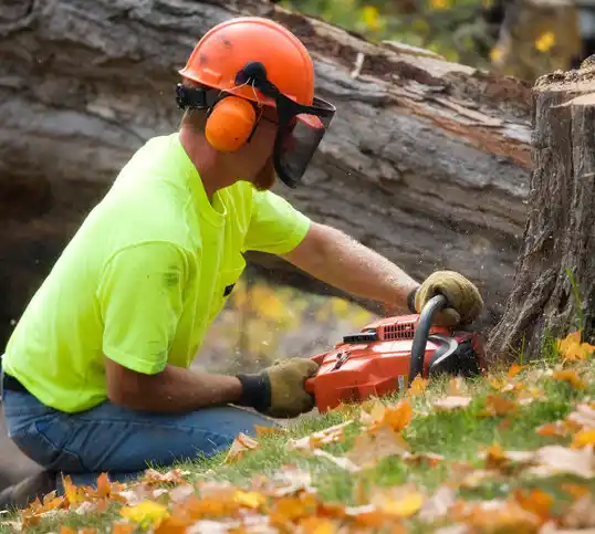 tree services La Cienega